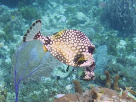 Smooth Trunkfish  MG 6353
